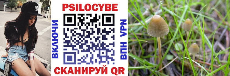 Галлюциногенные грибы Psilocybe  Купить где  Чёрмоз 